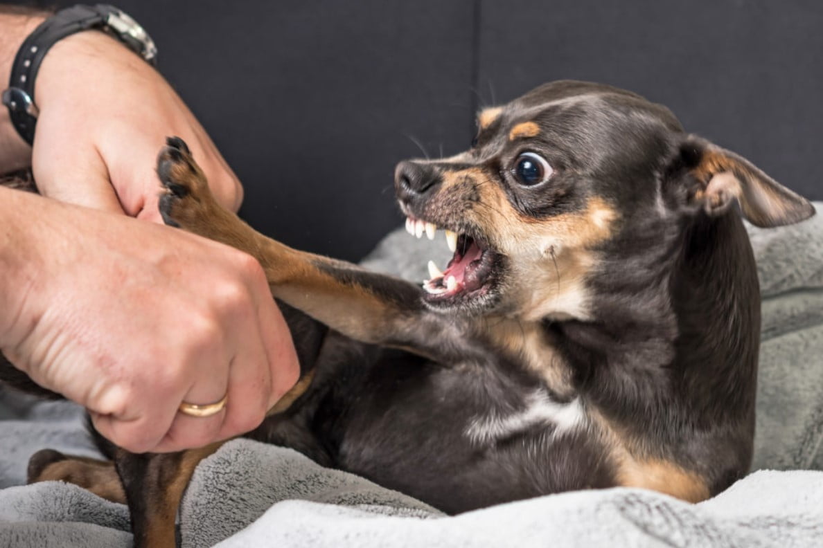 Mi Perro Me Ha Mordido, ¿Qué Hago?