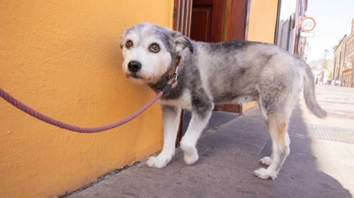 ¿Por Qué Mi Perro Tiene Miedo a la Calle?