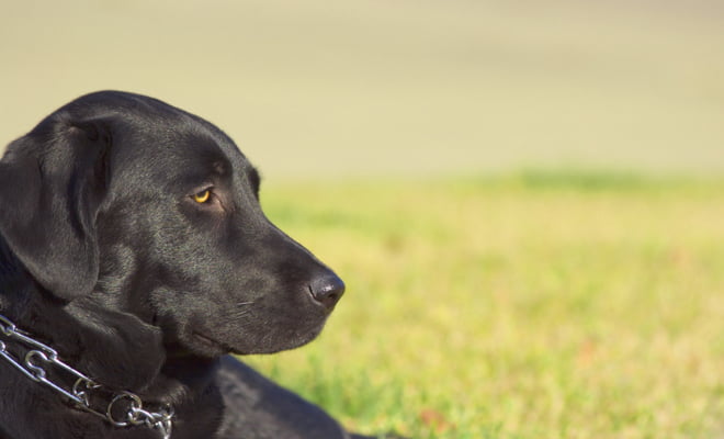 Los Mejores Nombres para Perritas Negras