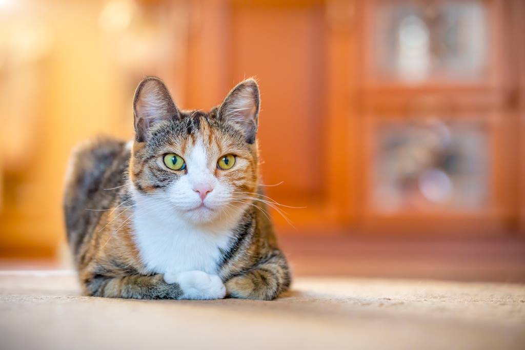 Nombres para Gatas Tricolor que Encantarán y Sorprenderán