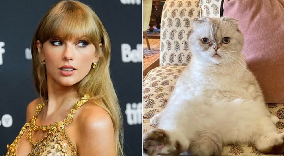 Olivia Benson: La Gatita de Taylor Swift y la Tercera Gata Más Rica del Mundo