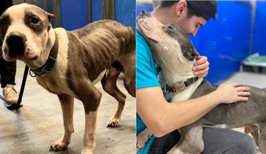 Perro rescatado agradece a todos en el refugio con abrazos