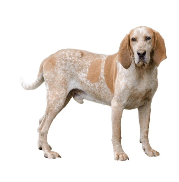 Perro American English Coonhound