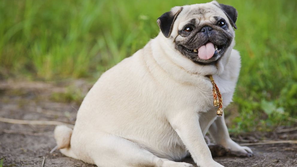 ¿Qué debe comer un perro con hipotiroidismo?