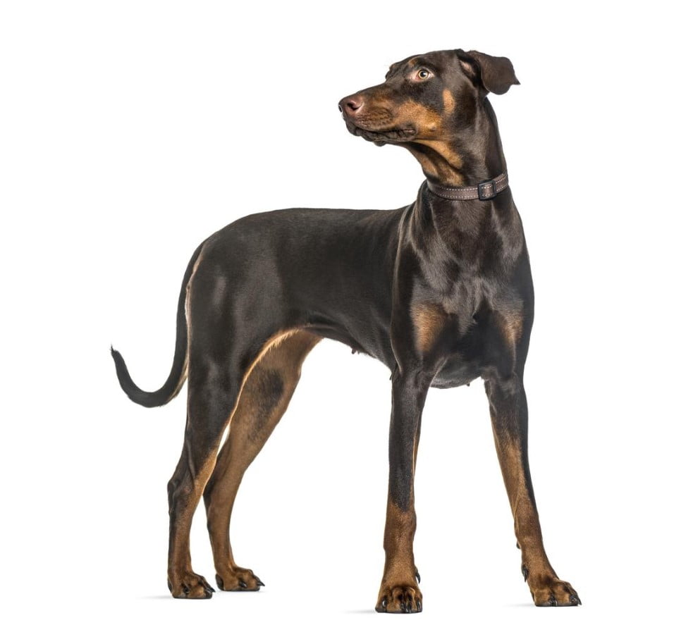 Perro Dóberman Pinscher