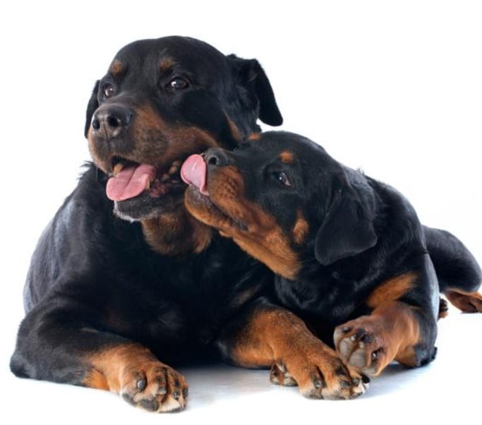 Perro Rottweiler