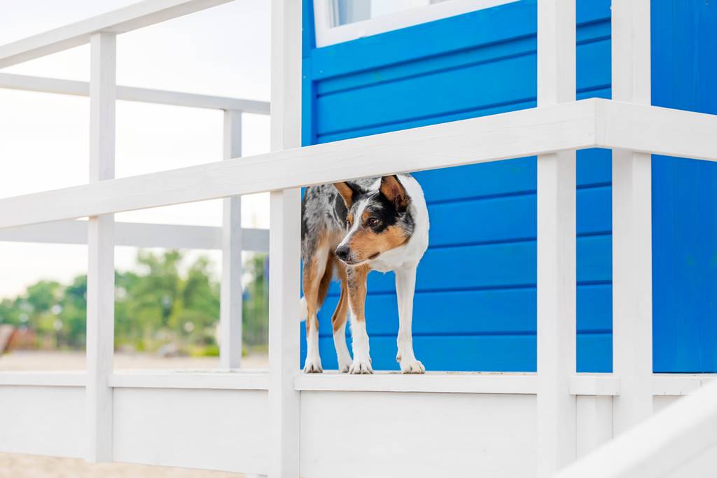 ¿Cómo hacer que el perro del vecino deje de ladrar?