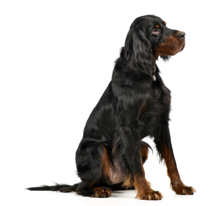 Perro Gordon Setter o Setter Escocés