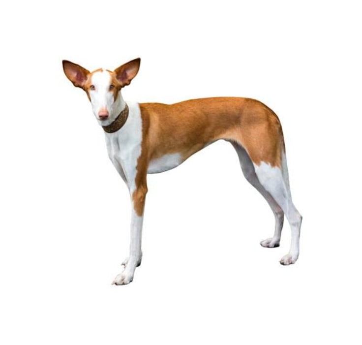 Perro Podenco Ibicenco