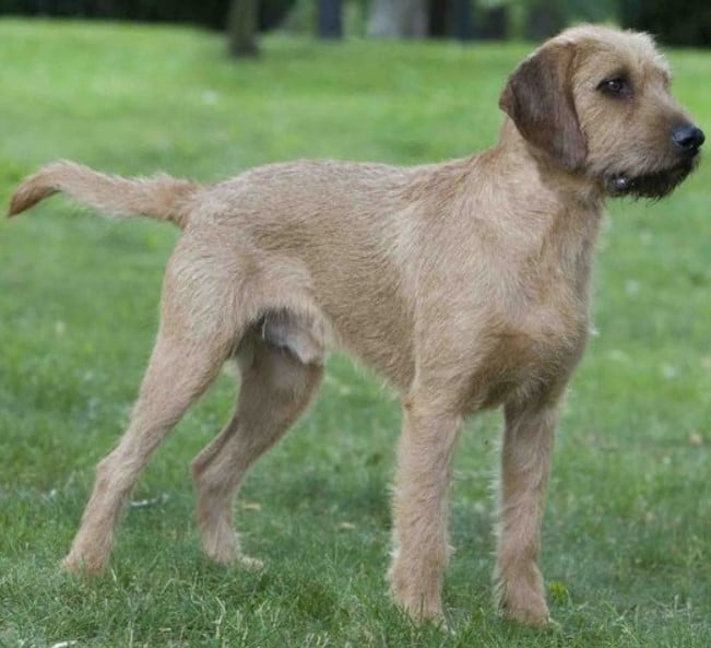 Perro Sabueso Estirio de pelo áspero