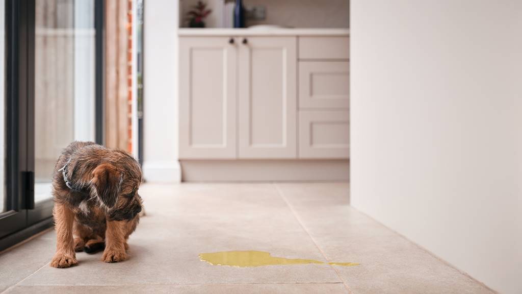 ¿Por qué Mi perro orina en casa por la noche?