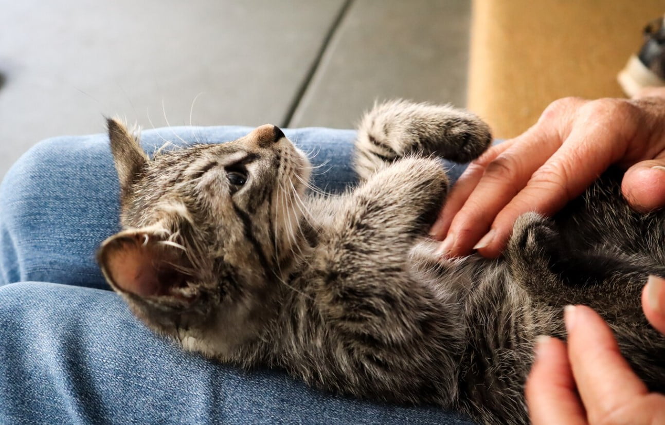 ¿Por Qué a los Gatos No les Gusta que les Toquen la Pancita?