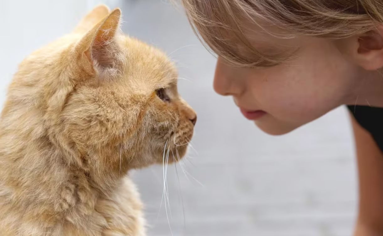 Razones por las que debes hablar con tu gato