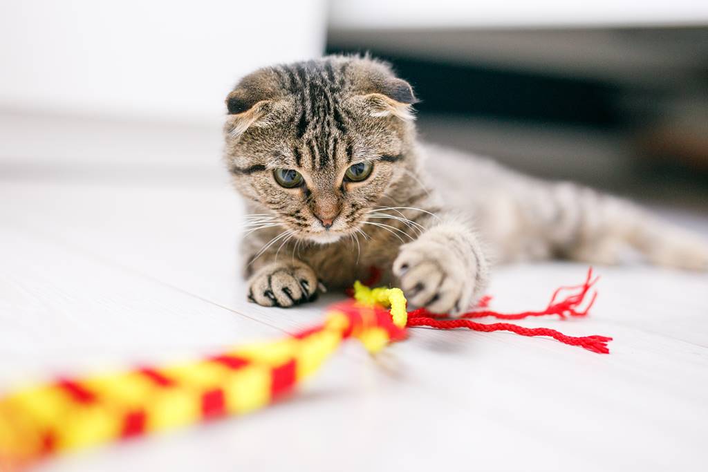 Descubre por qué mi gato no juega: Soluciones sorprendentes