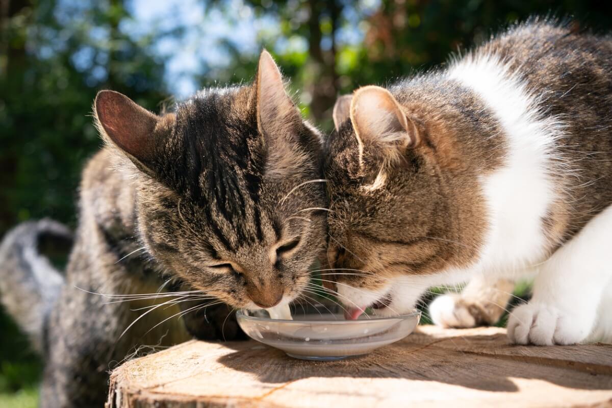 ¿Por qué mi gato se come la comida del otro gato?