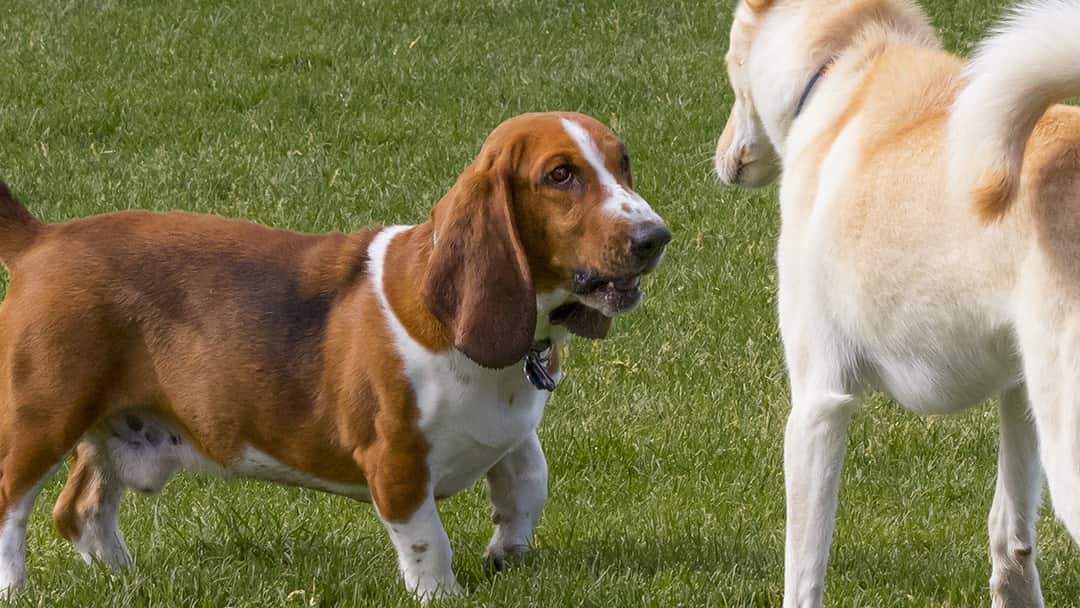 ¿Por Qué Mi Perro es Agresivo con Otros Perros?