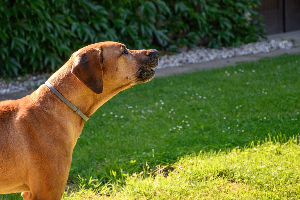 ¿Por qué mi perro ladra a la nada?