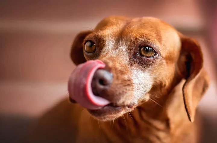 ¿Por qué mi perro lame todo desesperadamente?