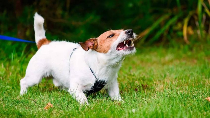 ¿Por qué mi perro me gruñe cuando lo acaricio?