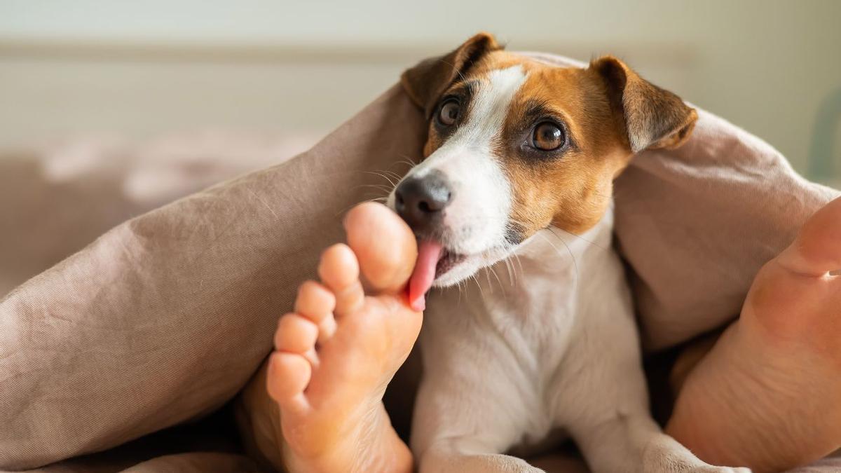 ¿Por qué mi perro lame los pies?