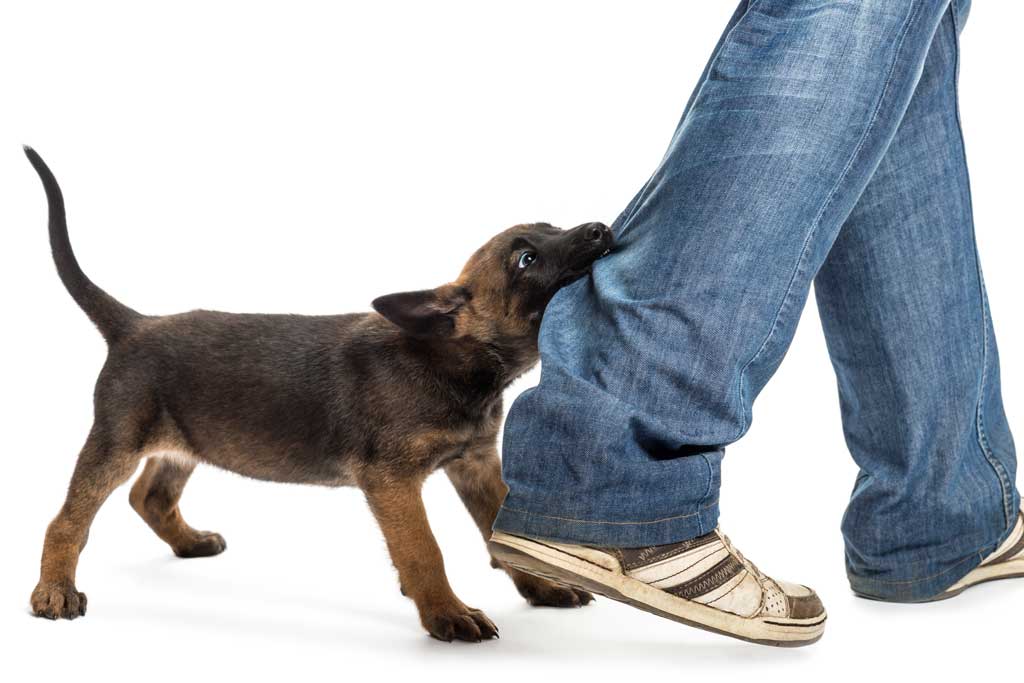 ¿Por qué mi perro muerde los pies cuando camino?