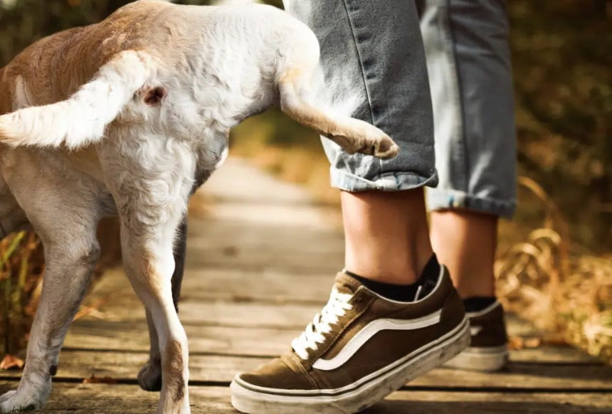 ¿Por Qué Mi Perro Orina Encima de Mí?