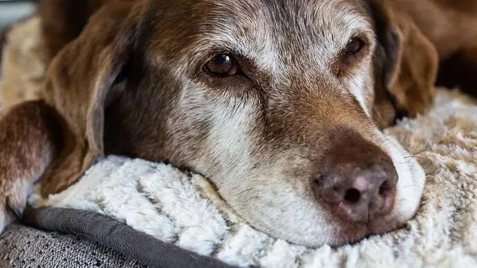 ¿Por qué mi perro anciano no duerme de noche?