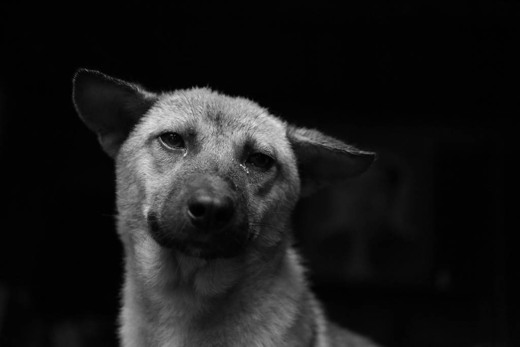 porque mi perro no para de llorar