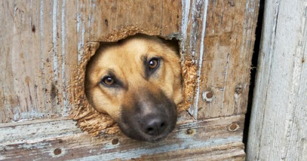 ¿Por Qué Mi Perro Rasca la Puerta?