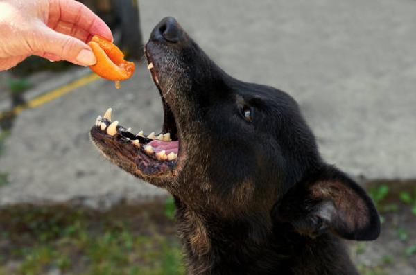 ¿Los perros pueden comer albaricoques?