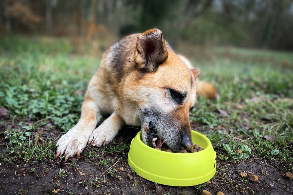 ¿Pueden Comer Garbanzos los Perros? Beneficios y Riesgos