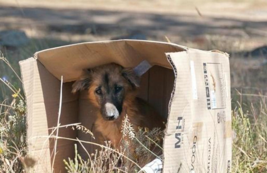 ¿Qué hacer si encuentro a un perro abandonado?