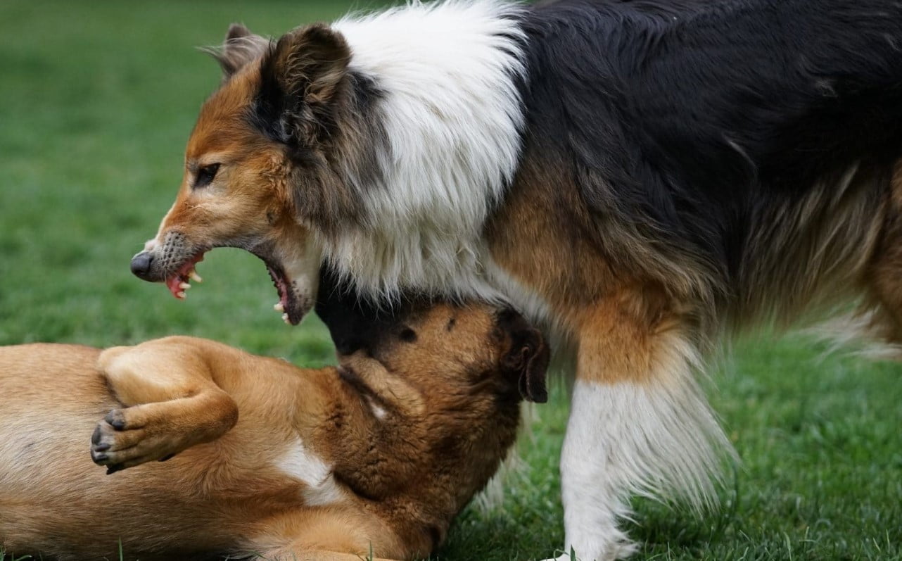 ¿Qué hacer si tu perro ha mordido a otro perro?