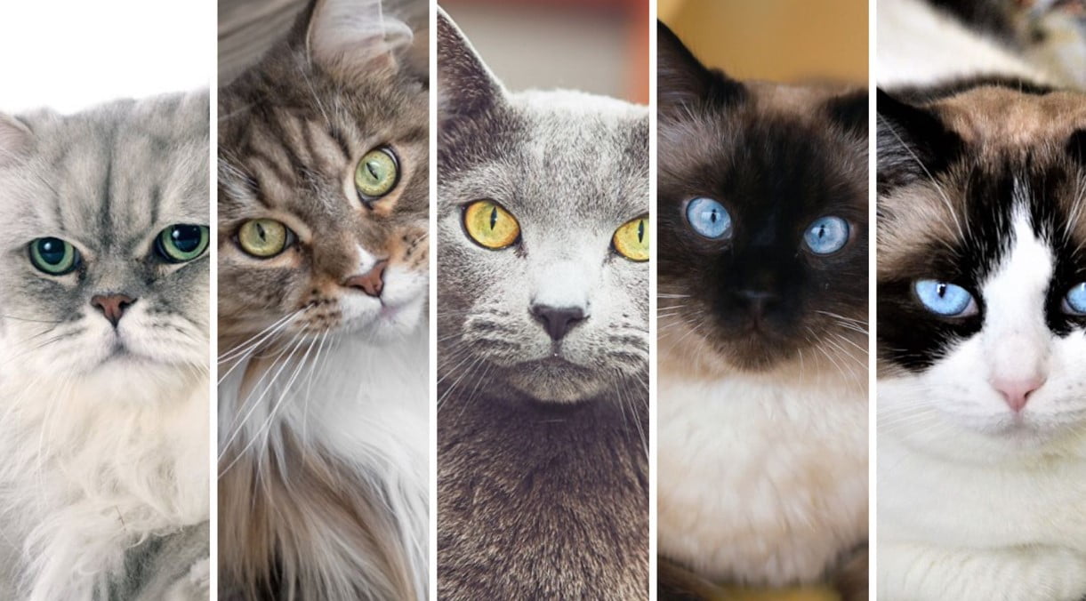 Las Razas de Gatos Más Deseadas: Encuentra Tu Compañero Perfecto