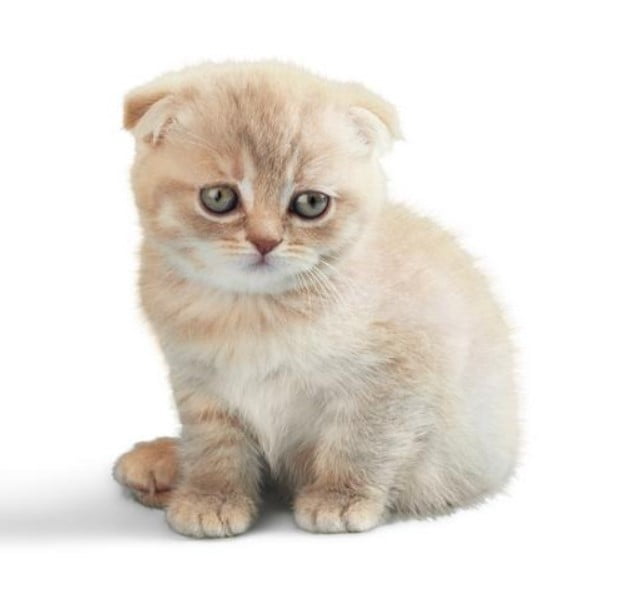 Gato Scottish Fold