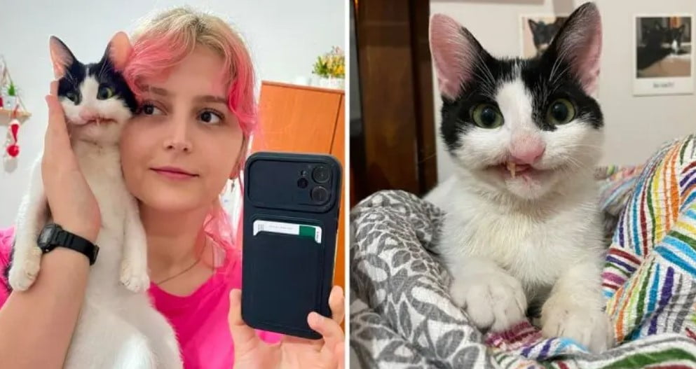 Gatita recibe oportunidad de una vida plena, y ahora luce una sonrisa torcida pero hermosa