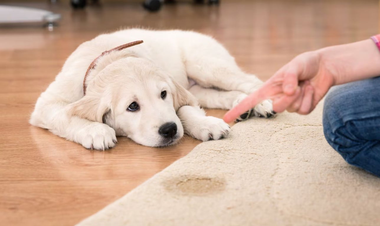 Trucos efectivos para que tu perro no orine dentro del hogar