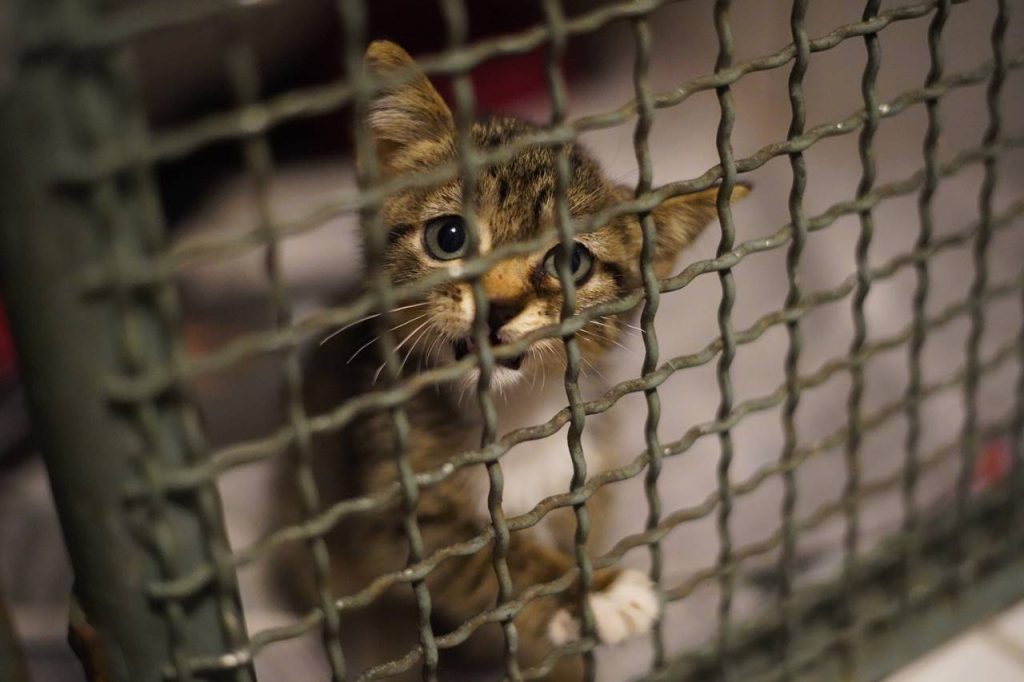 Cómo adoptar un gato Guía completa