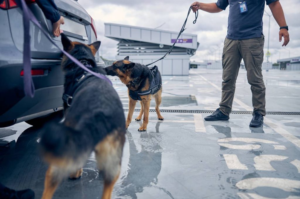 Cómo entrenan a los perros detectores de droga