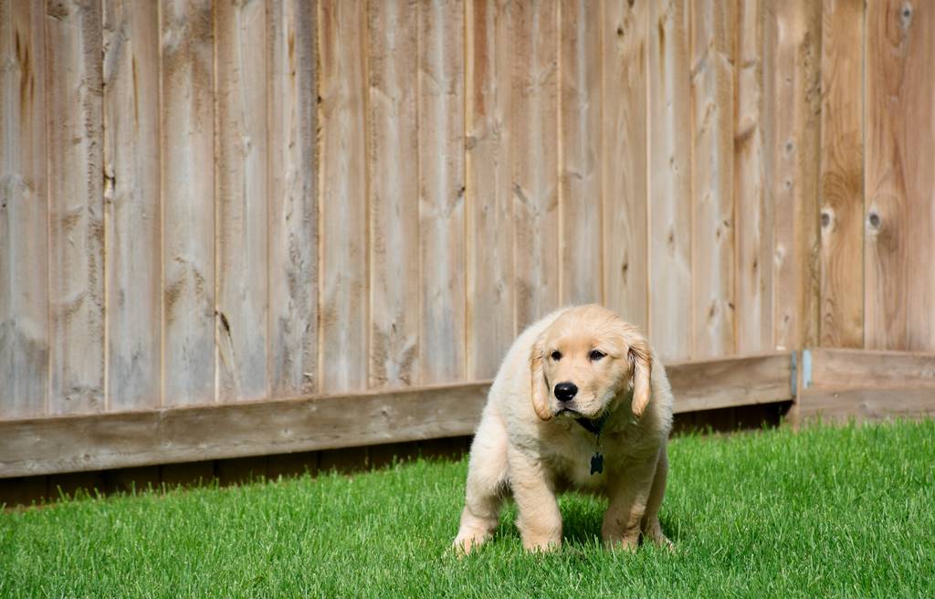 ¿Cómo evitar que los perros defequen en mi jardín?