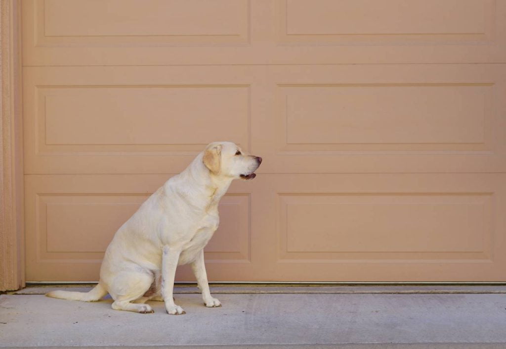 Cómo evitar que mi perro ladre cuando llaman a la puerta