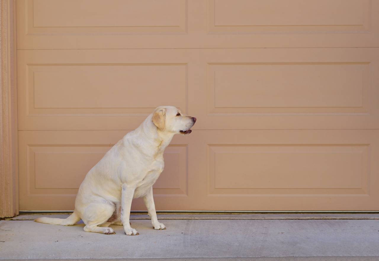 ¿Cómo evitar que mi perro ladre cuando llaman a la puerta?