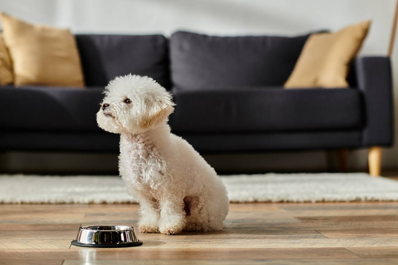 ¿Cuándo dar de comer a un perro?