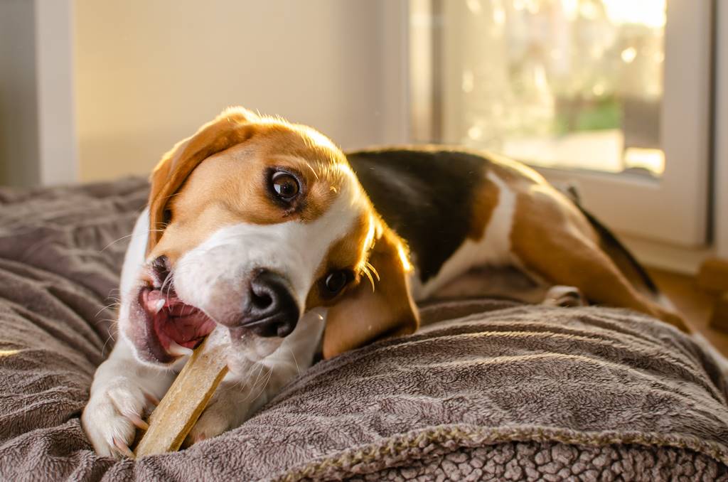 Deliciosos Snacks Caseros para Perros: ¡Fácil y Saludable!