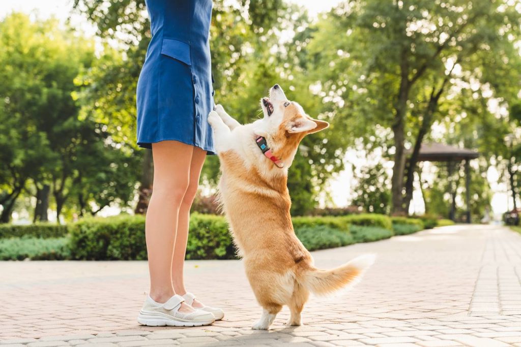 Descubre Cómo Piden Perdón los Perros El Secreto Revelado