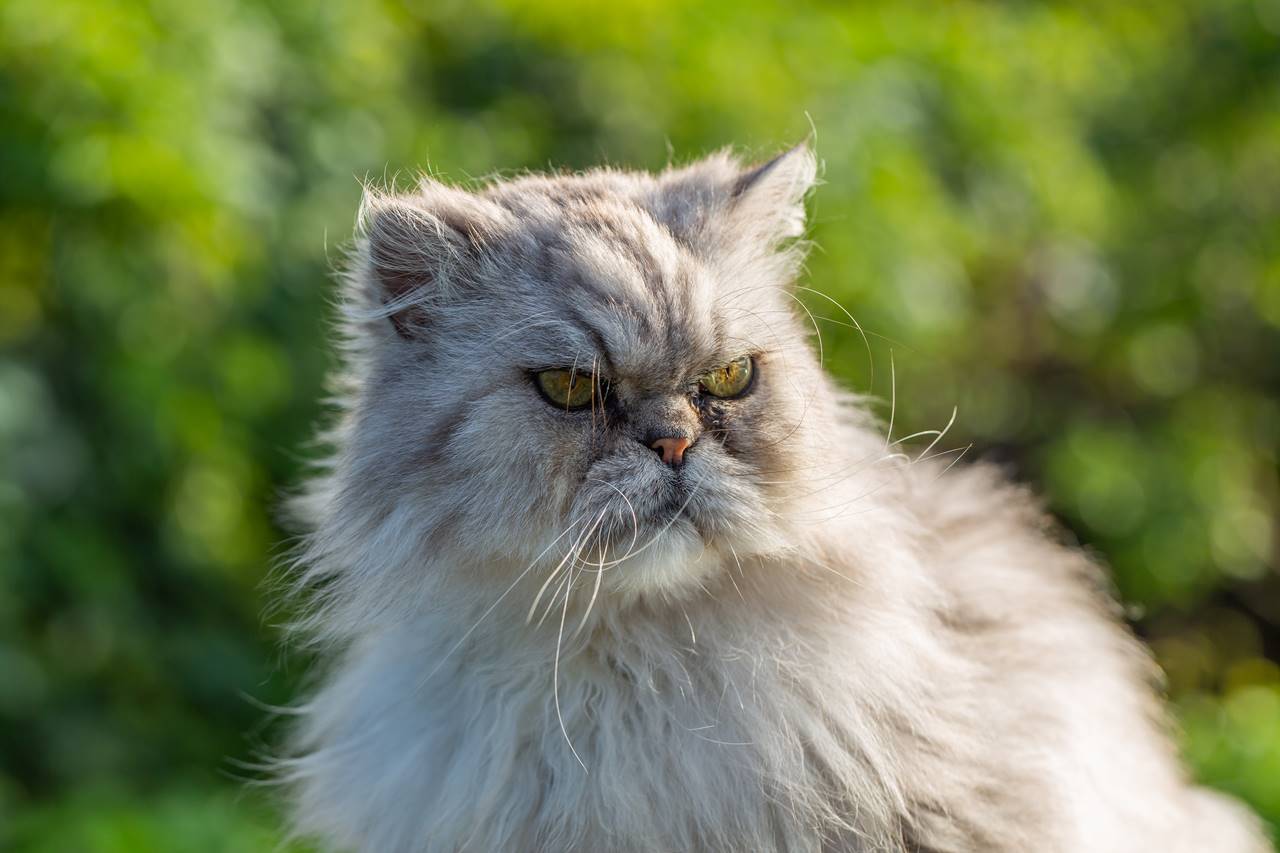 Razas de gatos de nariz chata: Todo lo que Necesitas Saber