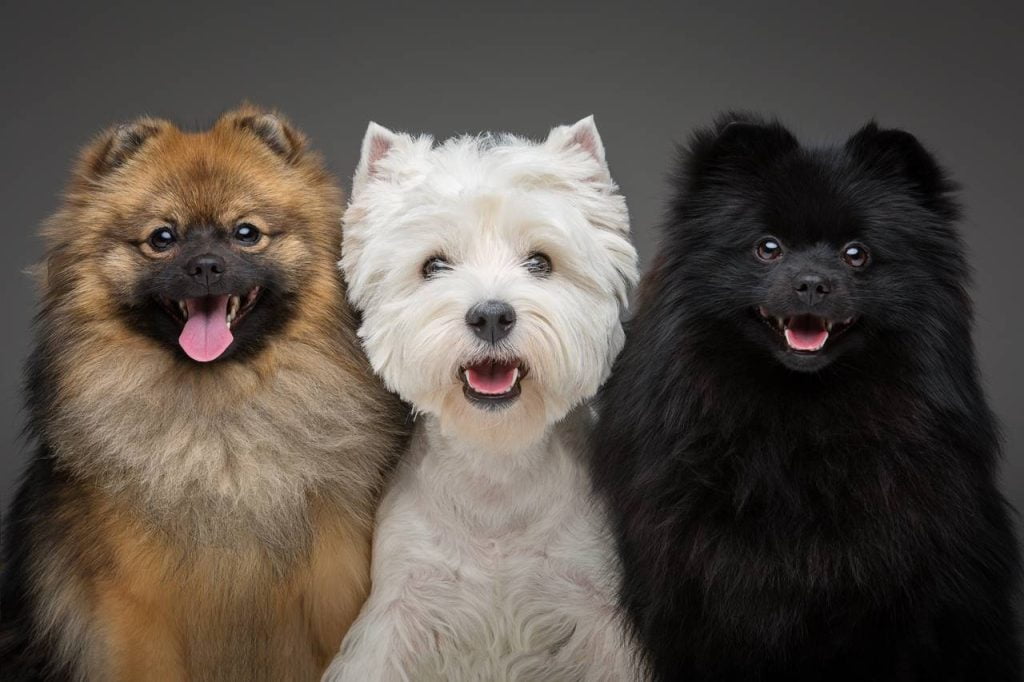 Descubre las Fascinantes Razas de Perros Spitz