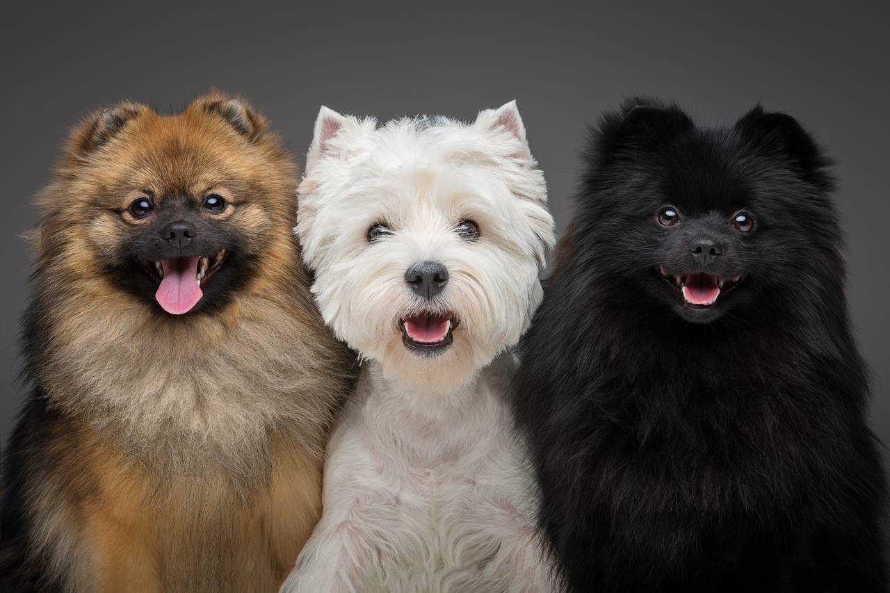 Razas de perros spitz: Todo lo que Necesitas Saber