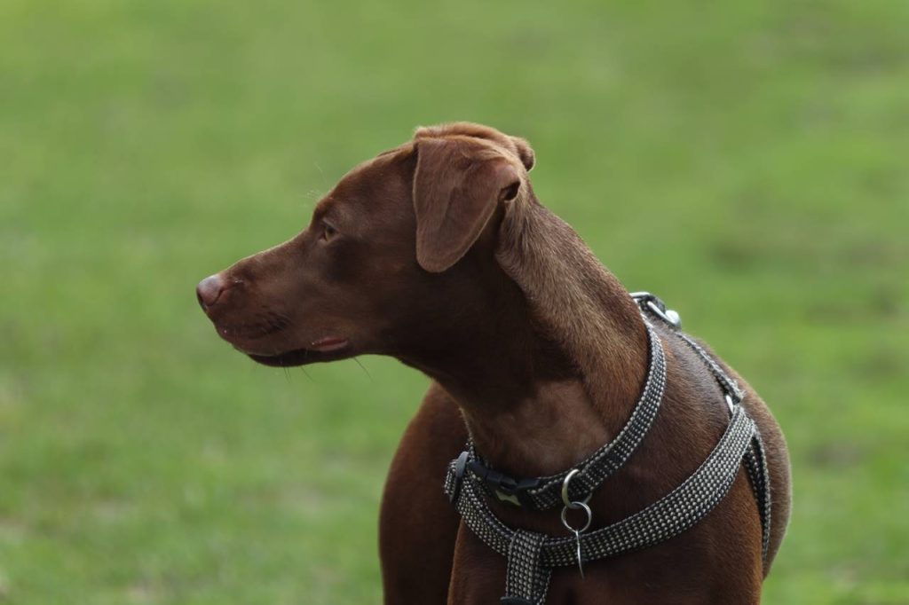 Descubre las razas de perros marrones más populares, sus características y temperamentos. Encuentra el compañero ideal para ti