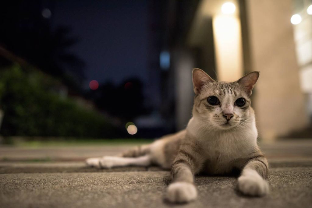 Por qué mi gato no duerme de noche